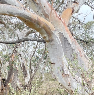 Eucalyptus rubida (Candlebark) at Bendoura, NSW - 10 Dec 2023 by JaneR