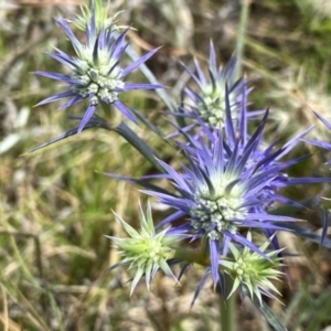 Eryngium ovinum at Wandiyali-Environa Conservation Area - 11 Dec 2023