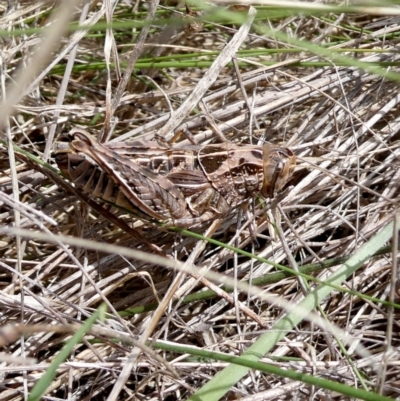 Perunga ochracea (Perunga grasshopper, Cross-dressing Grasshopper) at QPRC LGA - 11 Dec 2023 by Wandiyali