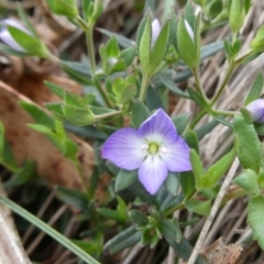 Veronica gracilis (Slender Speedwell) at Wandiyali-Environa Conservation Area - 10 Dec 2023 by Wandiyali