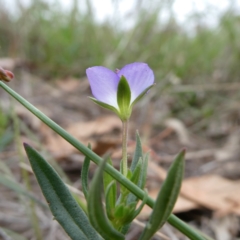 Veronica gracilis at Wandiyali-Environa Conservation Area - suppressed