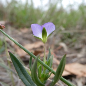 Veronica gracilis at Wandiyali-Environa Conservation Area - suppressed