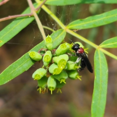 Callomelitta littleri at QPRC LGA - 11 Dec 2023 by Csteele4