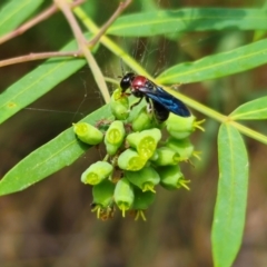 Callomelitta littleri at QPRC LGA - 11 Dec 2023