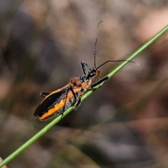 Gminatus australis (Orange assassin bug) at Captains Flat, NSW - 11 Dec 2023 by Csteele4