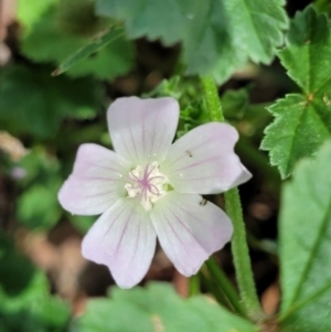 Malva neglecta at Banksia Street Wetland Corridor - 11 Dec 2023