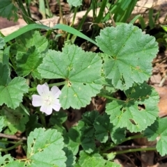 Malva neglecta at Banksia Street Wetland Corridor - 11 Dec 2023