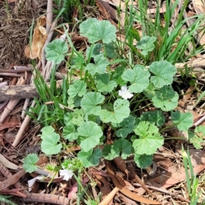 Malva neglecta at Banksia Street Wetland Corridor - 11 Dec 2023