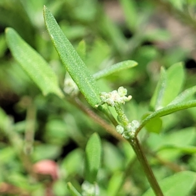 Einadia nutans subsp. nutans (Climbing Saltbush) at Banksia Street Wetland Corridor - 11 Dec 2023 by trevorpreston