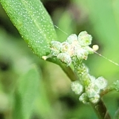 Einadia nutans subsp. nutans at Banksia Street Wetland Corridor - 11 Dec 2023 01:02 PM