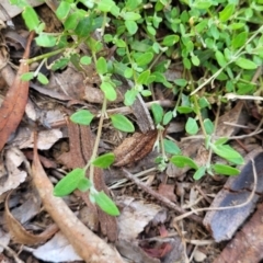 Einadia nutans subsp. nutans at Banksia Street Wetland Corridor - 11 Dec 2023