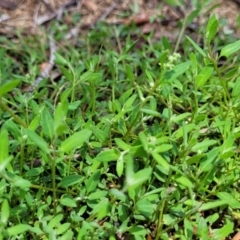 Einadia nutans subsp. nutans at Banksia Street Wetland Corridor - 11 Dec 2023