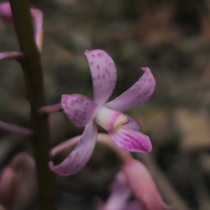 Dipodium roseum at QPRC LGA - 11 Dec 2023