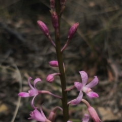 Dipodium roseum at QPRC LGA - 11 Dec 2023