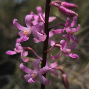 Dipodium roseum at QPRC LGA - suppressed