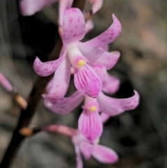 Dipodium roseum at QPRC LGA - 11 Dec 2023