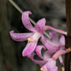 Dipodium roseum at QPRC LGA - 11 Dec 2023