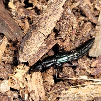 Thyreocephalus sp. (genus) (Rove beetle) at Banksia Street Wetland Corridor - 11 Dec 2023 by trevorpreston