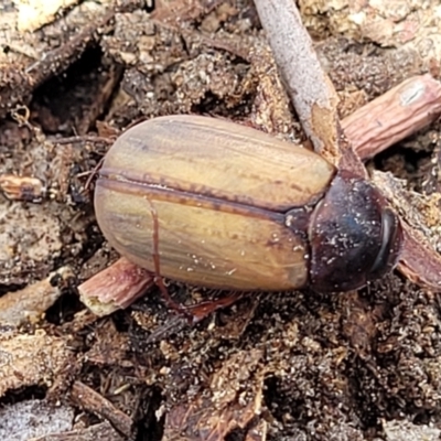 Sericesthis geminata (Pruinose scarab) at Banksia Street Wetland Corridor - 11 Dec 2023 by trevorpreston