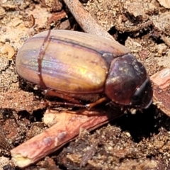 Sericesthis geminata at Banksia Street Wetland Corridor - 11 Dec 2023 12:58 PM