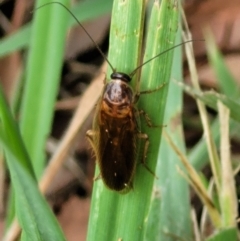 Calolampra sp. (genus) at Banksia Street Wetland Corridor - 11 Dec 2023 by trevorpreston