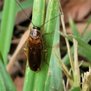 Blattidae sp. (family) at Banksia Street Wetland Corridor - 11 Dec 2023 12:56 PM