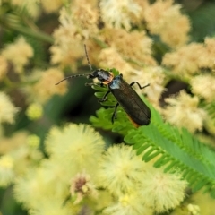 Chauliognathus lugubris (Plague Soldier Beetle) at Banksia Street Wetland Corridor - 11 Dec 2023 by trevorpreston