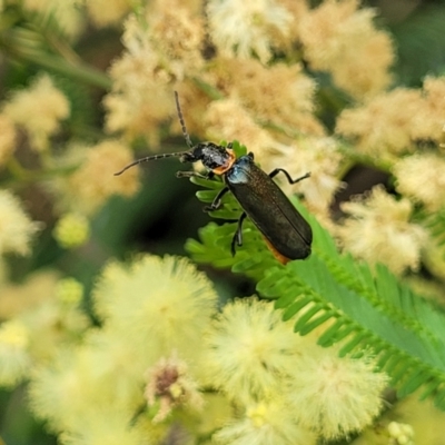 Chauliognathus lugubris (Plague Soldier Beetle) at Banksia Street Wetland Corridor - 11 Dec 2023 by trevorpreston