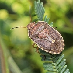 Dictyotus caenosus (Brown Shield Bug) at Banksia Street Wetland Corridor - 11 Dec 2023 by trevorpreston