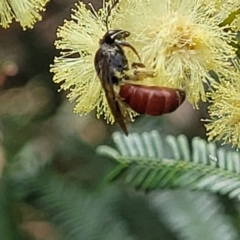 Lasioglossum (Parasphecodes) sp. (genus & subgenus) (Halictid bee) at Banksia Street Wetland Corridor - 11 Dec 2023 by trevorpreston