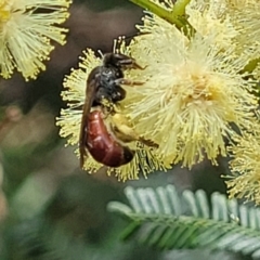 Lasioglossum (Parasphecodes) sp. (genus & subgenus) at Banksia Street Wetland Corridor - 11 Dec 2023