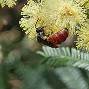 Lasioglossum (Parasphecodes) sp. (genus & subgenus) at Banksia Street Wetland Corridor - 11 Dec 2023