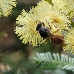 Lasioglossum (Parasphecodes) sp. (genus & subgenus) at Banksia Street Wetland Corridor - 11 Dec 2023