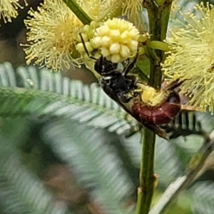 Lasioglossum (Parasphecodes) sp. (genus & subgenus) at Banksia Street Wetland Corridor - 11 Dec 2023 12:54 PM