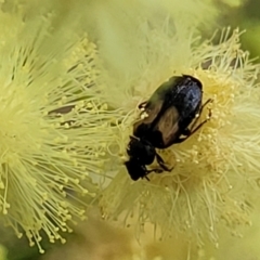 Sarothrocrepis civica (An arboreal 'ground' beetle) at Banksia Street Wetland Corridor - 11 Dec 2023 by trevorpreston
