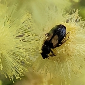 Sarothrocrepis civica at Banksia Street Wetland Corridor - 11 Dec 2023