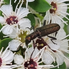 Eleale sp. (genus) at Banksia Street Wetland Corridor - 11 Dec 2023 12:51 PM