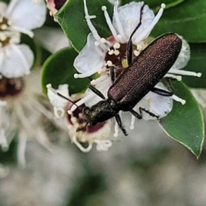 Eleale sp. (genus) at Banksia Street Wetland Corridor - 11 Dec 2023 12:51 PM