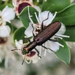 Eleale sp. (genus) at Banksia Street Wetland Corridor - 11 Dec 2023 12:51 PM