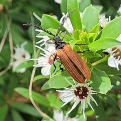 Porrostoma rhipidium (Long-nosed Lycid (Net-winged) beetle) at Banksia Street Wetland Corridor - 11 Dec 2023 by trevorpreston