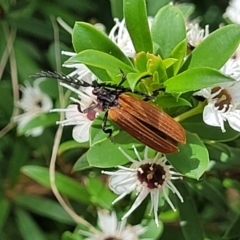 Porrostoma rhipidium at Banksia Street Wetland Corridor - 11 Dec 2023