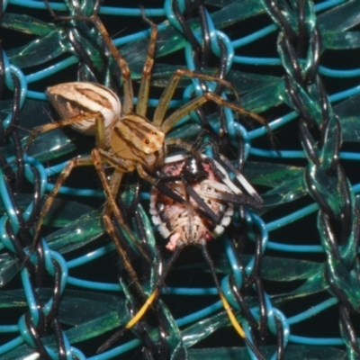 Oxyopidae (family) at Sheldon, QLD - 10 Dec 2023 by PJH123