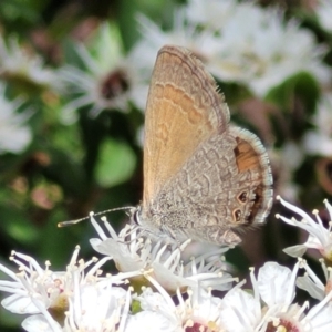 Nacaduba biocellata at Banksia Street Wetland Corridor - 11 Dec 2023