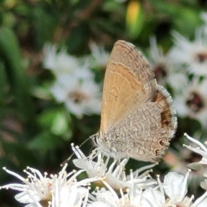 Nacaduba biocellata at Banksia Street Wetland Corridor - 11 Dec 2023