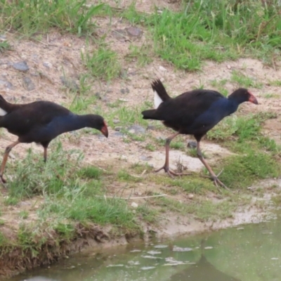 Porphyrio melanotus (Australasian Swamphen) at Hume, ACT - 10 Dec 2023 by RodDeb