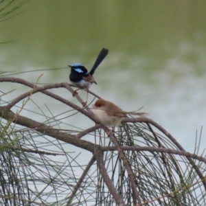 Malurus cyaneus at Hume, ACT - 10 Dec 2023