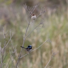 Malurus cyaneus at Hume, ACT - 10 Dec 2023