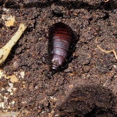 Panesthia australis (Common wood cockroach) at Banksia Street Wetland Corridor - 11 Dec 2023 by trevorpreston