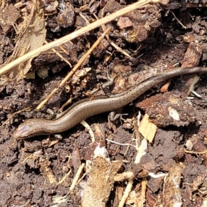 Lampropholis delicata at Banksia Street Wetland Corridor - 11 Dec 2023