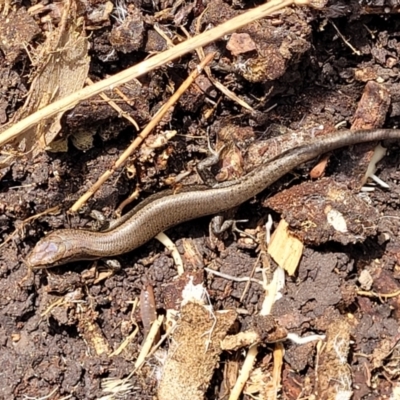 Lampropholis delicata (Delicate Skink) at Banksia Street Wetland Corridor - 11 Dec 2023 by trevorpreston